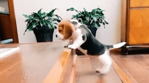 Beagle Puppy Conquers Stairs