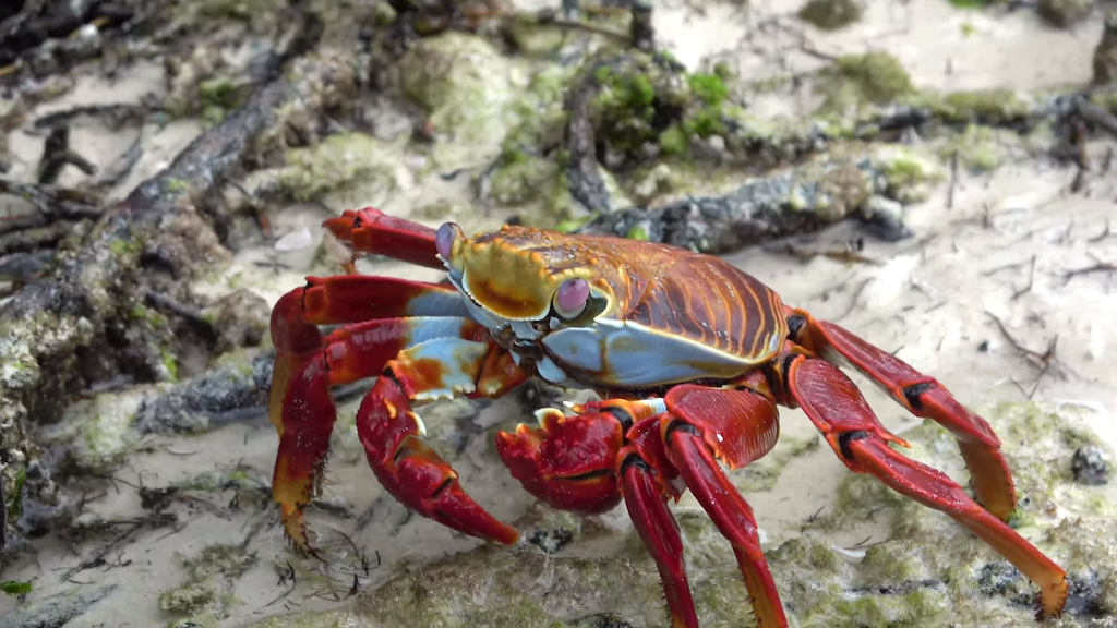 Beautiful-crab-cleans-the-beach-.png