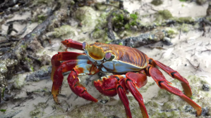 Beautiful crab cleans the beach