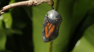 Butterfly in Cocoon
