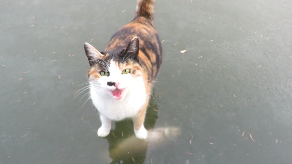 Cat-Frozen-Fish-Lake.jpg