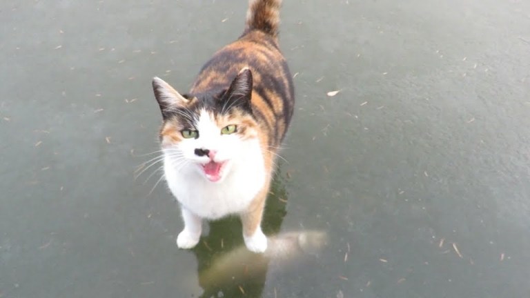 Cat Frozen Fish Lake