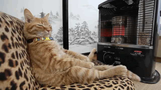 Cat Sits Like Human In Front of Space Heater