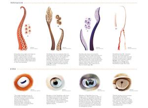 Comparative Functional Anatomy of Cephalopods