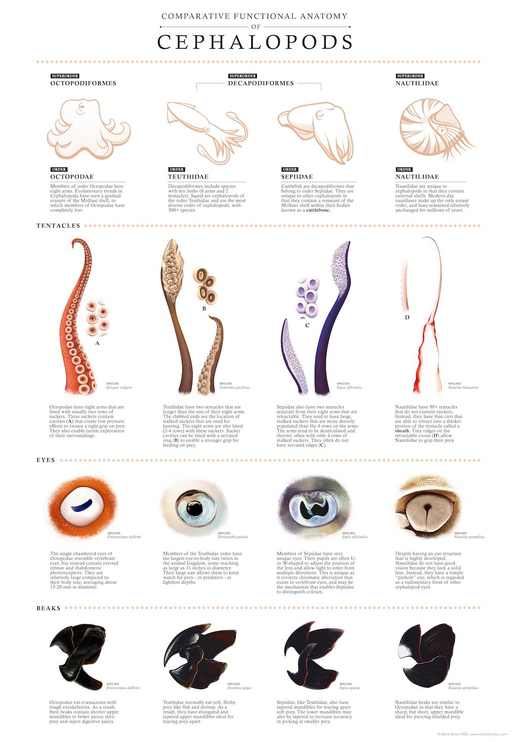 Comparative Functional Anatomy of Cephalopods