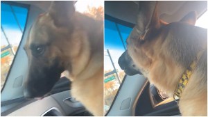 Dog Howls With Fire Truck Siren