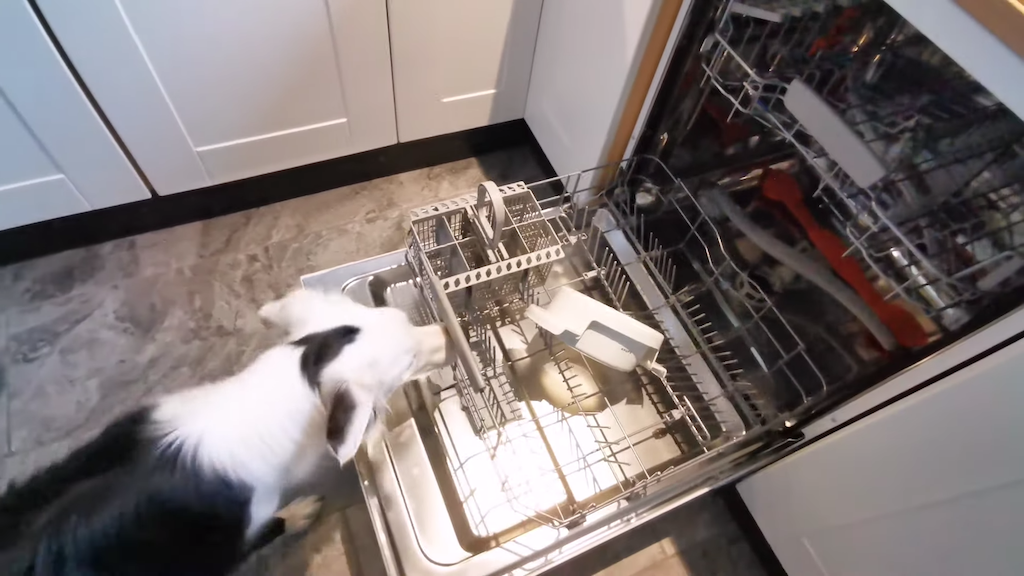 Dog-Learns-to-Load-Dishwasher.png