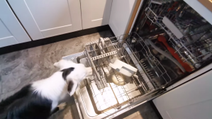 Dog Learns to Load Dishwasher