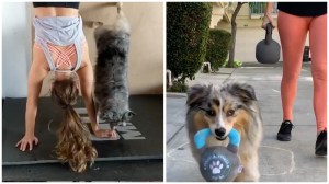 Dog Works out With Human