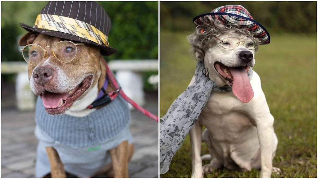 Dogs Dressed as Senior Citizens