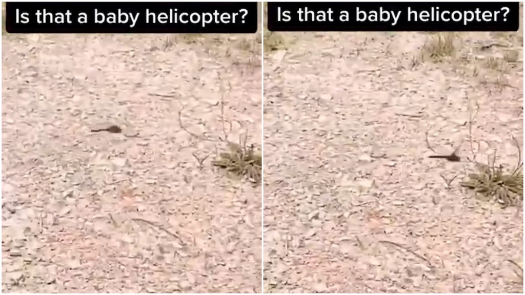 Dragonfly-Baby-Helicopter.jpeg