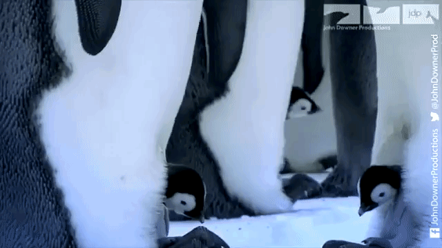 Emperor Penguins Hatching