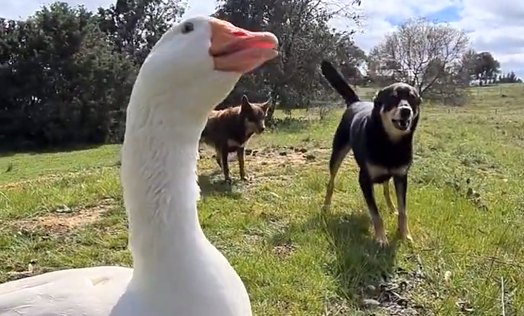 Goose-Barks-Back-at-Vocal-Dogs.png