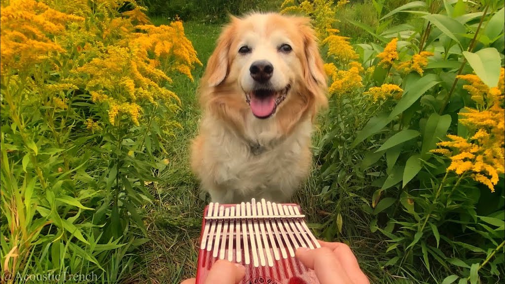 Here-Comes-the-Sun-on-Kalimba-Maple-the-