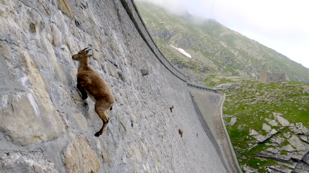 Ibex (Mountain Goats) Climb Near-Vertical Wall of a Dam in Italy to Reach Nutritious Mineral Salts