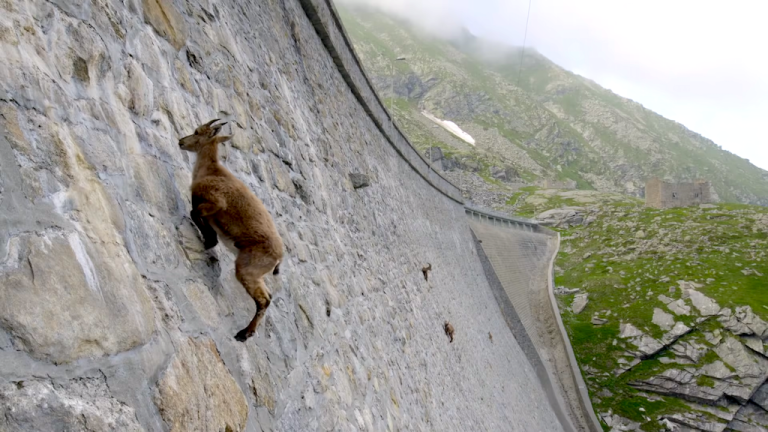 Ibix Climbs Wall of Dam