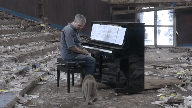 Macaque Says Hello to Piano Player