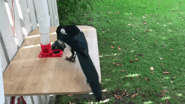 Magpie Trades Bottle Tops for Treats