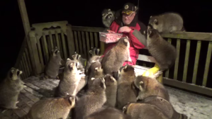 Mobbed by Raccoons