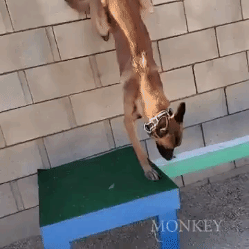 Monkey the Dog Runs Challenging Obstacle Course