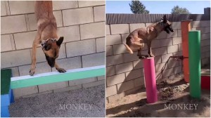 Monkey the Dog Runs Ninja Obstacle Course