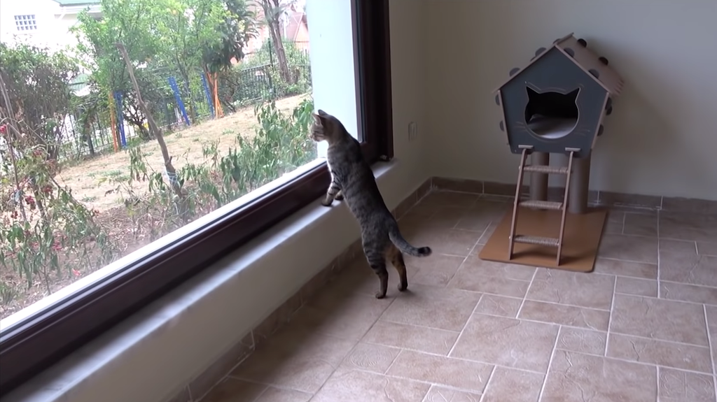 Outdoor-Cats-Stepping-Inside-A-House-For