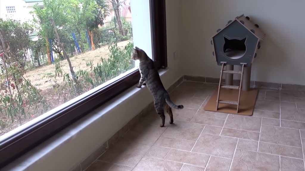 Outdoor Cats Stepping Inside A House For The First Time