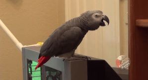 Parrot Asks about Coffee Color