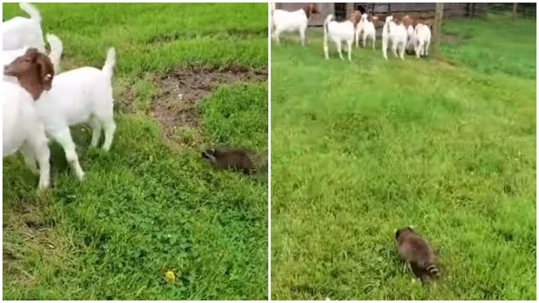 Raccoon Herds Goats