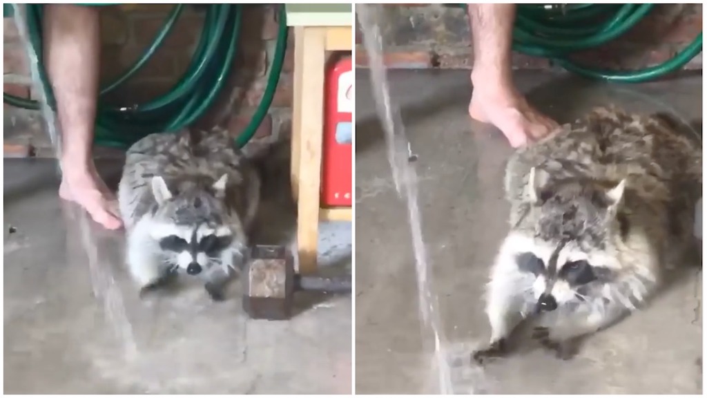 Raccoon Tries to Catch Garden Hose Water