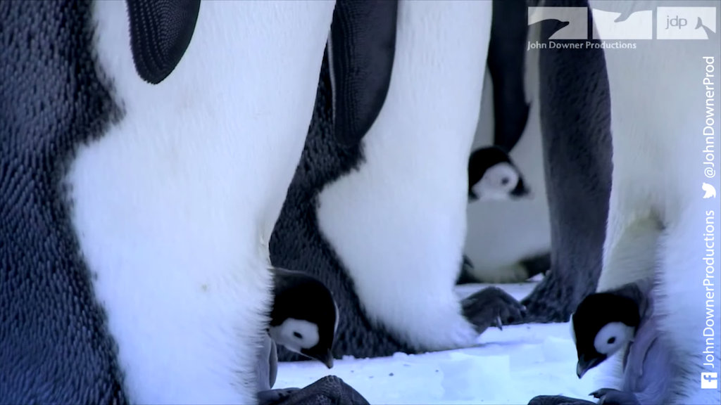 RoboSpy Penguin Captures The Birth Of Emperor Penguin Chicks