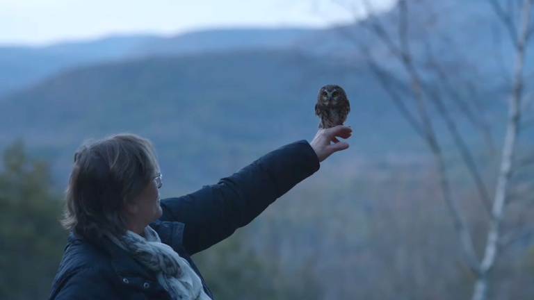 Rocky The Owl Takes Flight Ravensbeard Wildlife Center