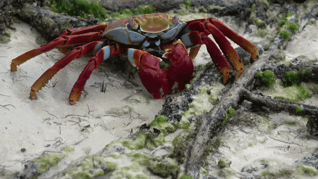 Sally Lightfoot Crab Cleaning Beach