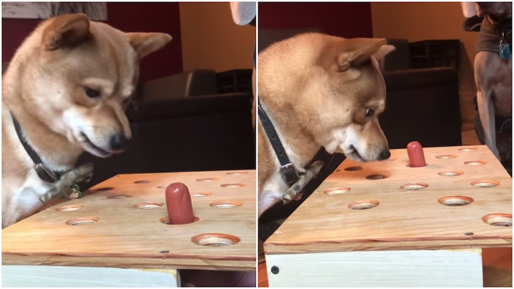 whack a mole for dogs