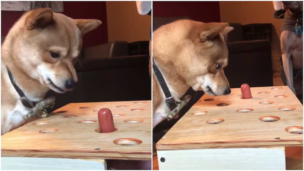 Shiba Inu Hot Dog Whack a Mole