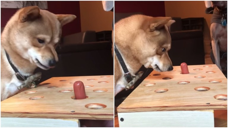 Shiba Inu Hot Dog Whack a Mole