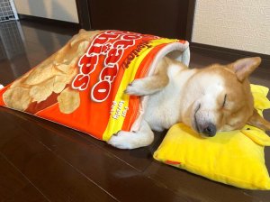Shiba Inu Sleeps in Bag of Chips