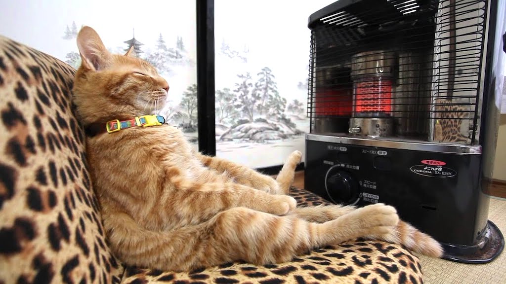Space Heater Cat