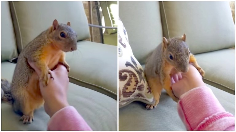 Squirrel Tickle