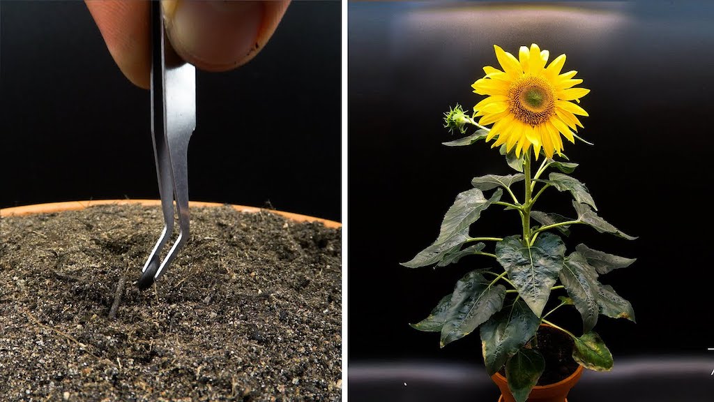 Sunflower Growing to Jazz