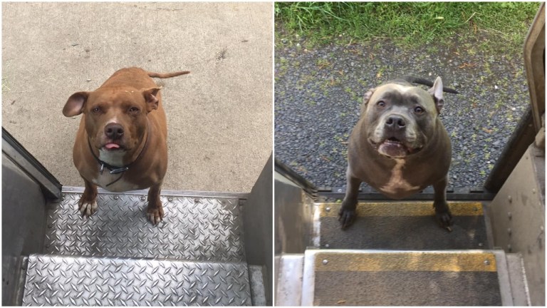 UPS Driver Dogs on Route