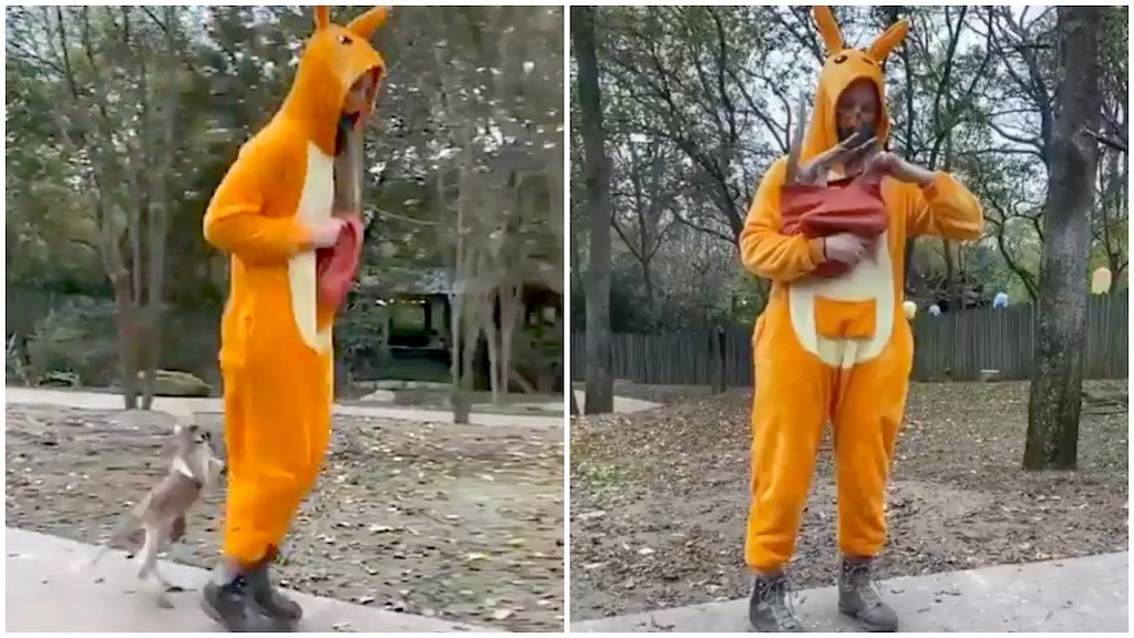 Woman in Kangaroo Suit Teaches a Joey to Jump