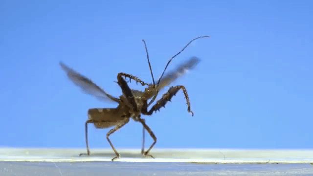 Assassin Bug in Flight