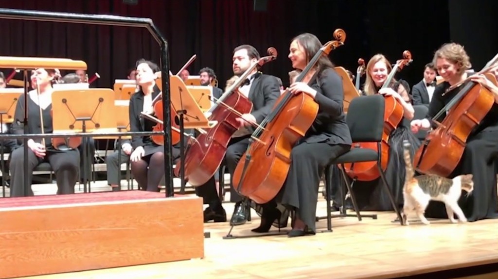 Cat Disrupts Orchestra