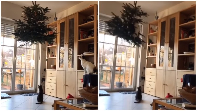 Cat Leaps Onto Hanging Christmas Tree