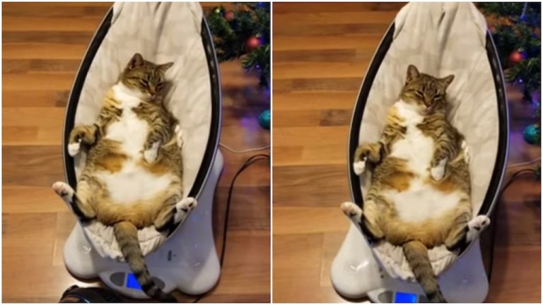 Cat Sleeps in Electric Cradle