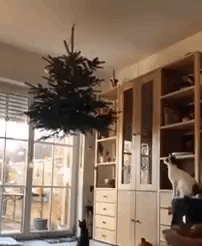 Cat Takes Flying Leap Into Hanging Christmas Tree