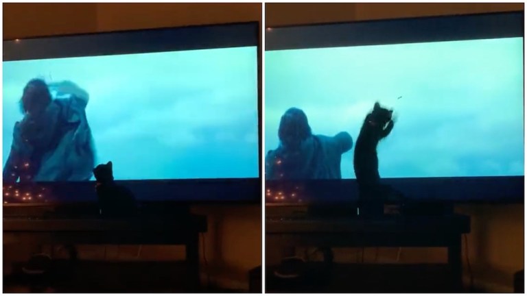 Cat Tries to Catch Kylo Ren Lightsaber