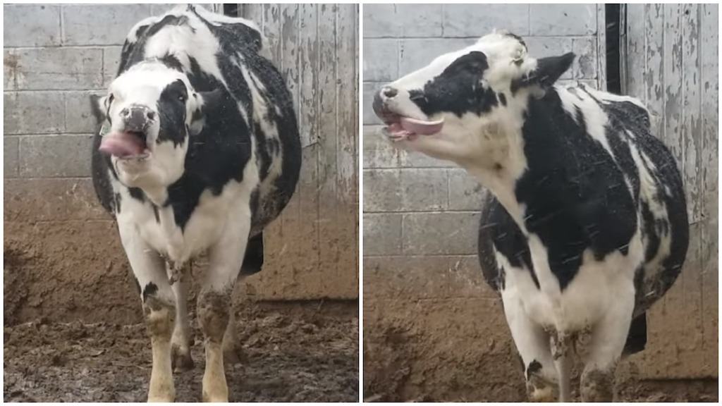 Cow-Catches-Snowflakes-on-Her-Tongue.jpe