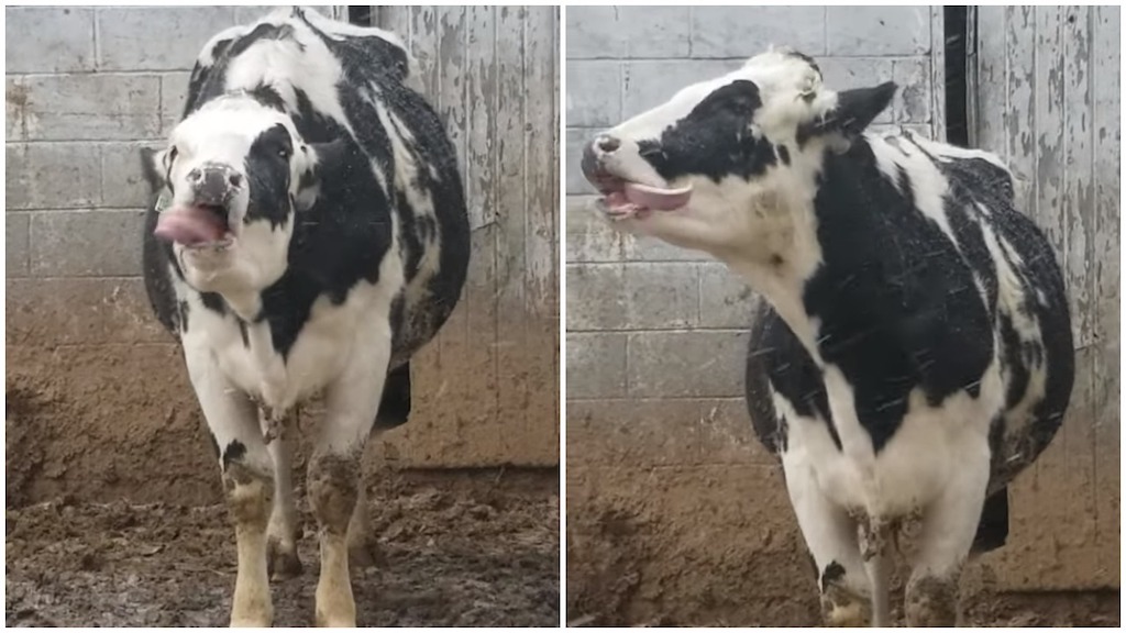 Cow Catches Snowflakes on Her Tongue